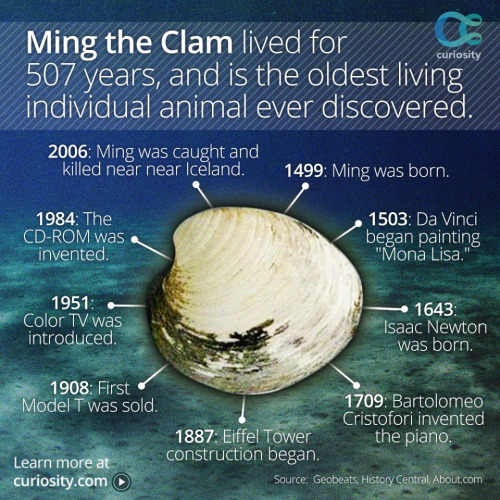 Image result for ming clam