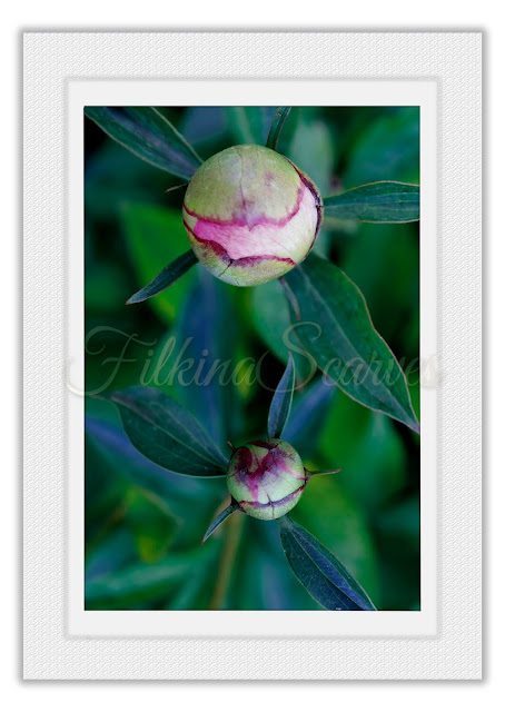 Budding Peonies print. Modern home decor. Flower Photography. Floral Print. Room Wall Art. Art Gift For Women. Gift For Mom. Floral photo #filkinascarves #homedecorideas #walldecoration #photography #roomdecor #peonies #peony #floralart #floralwallpapers #prints #homedecorideas