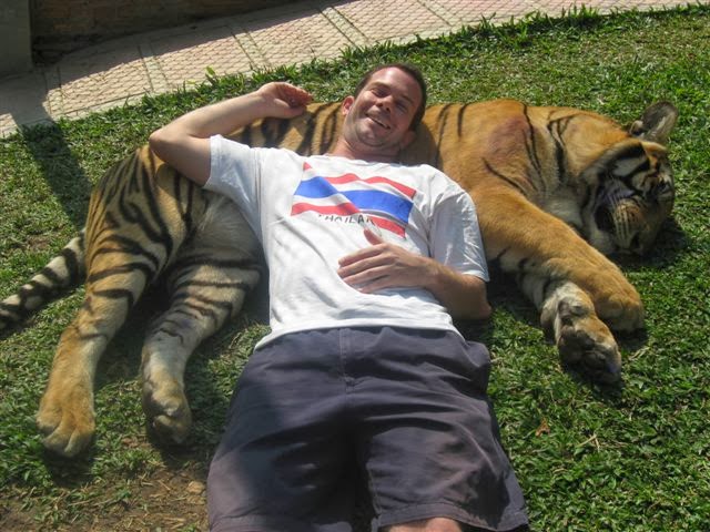 Resting on a 240 pound Tiger