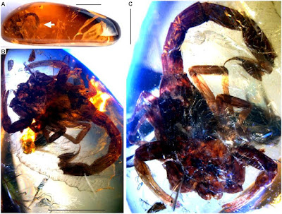 The Eight Most Incredible Fossils Preserved In Amber