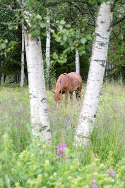 equestrian_photography