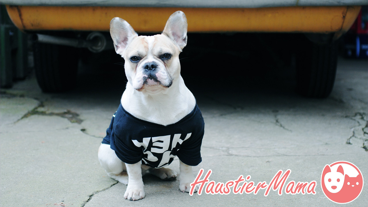 Das beste Hundefutter für französische Bulldoggen PetDodo