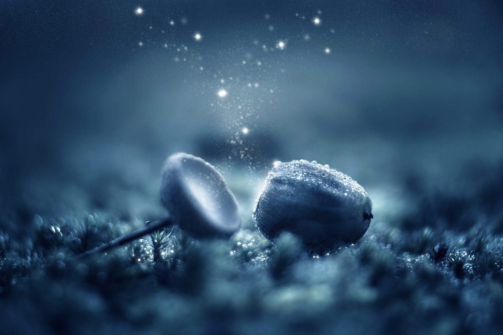 Anita Kram | photography: Editing with Procreate