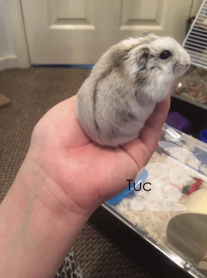 winter white hamster changing color