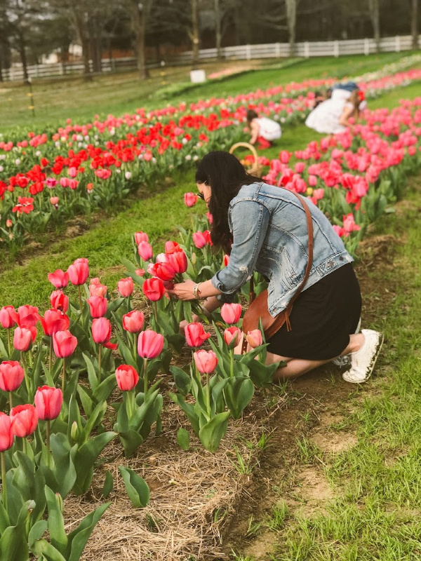 With Style & Grace Tulip Picking at Dewberry Farm