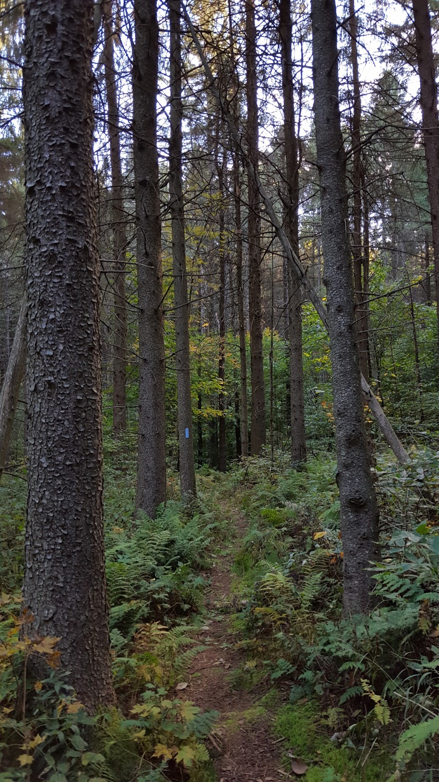 Sara Hikes... But Not Enough North Country Trail Stoney Brook Road