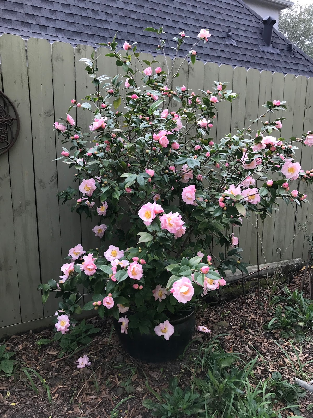 99+ When The Camellia Blooms By Doodle