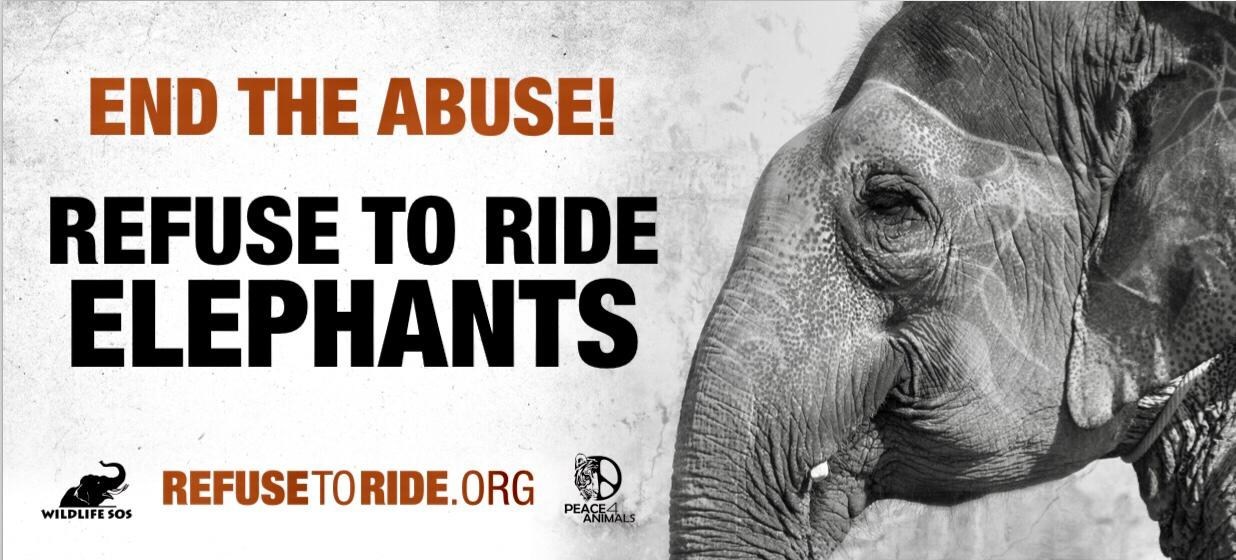 Peace 4 Animals & Wildlife SOS Launch "Refuse to Ride Elephants