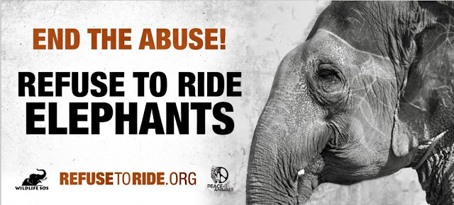 Peace 4 Animals and Wildlife SOS have joined forces to launch the campaign "Refuse to Ride Elephants: End The Abuse," in India, which is aimed to raise awareness to the abuse and enslavement of the exploitative "elephant riding" tourism industry.