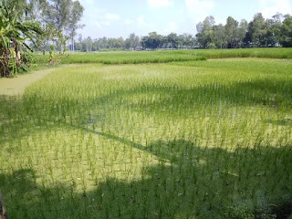 Pictures of the village agricultural land Pictures of the village agricultural land