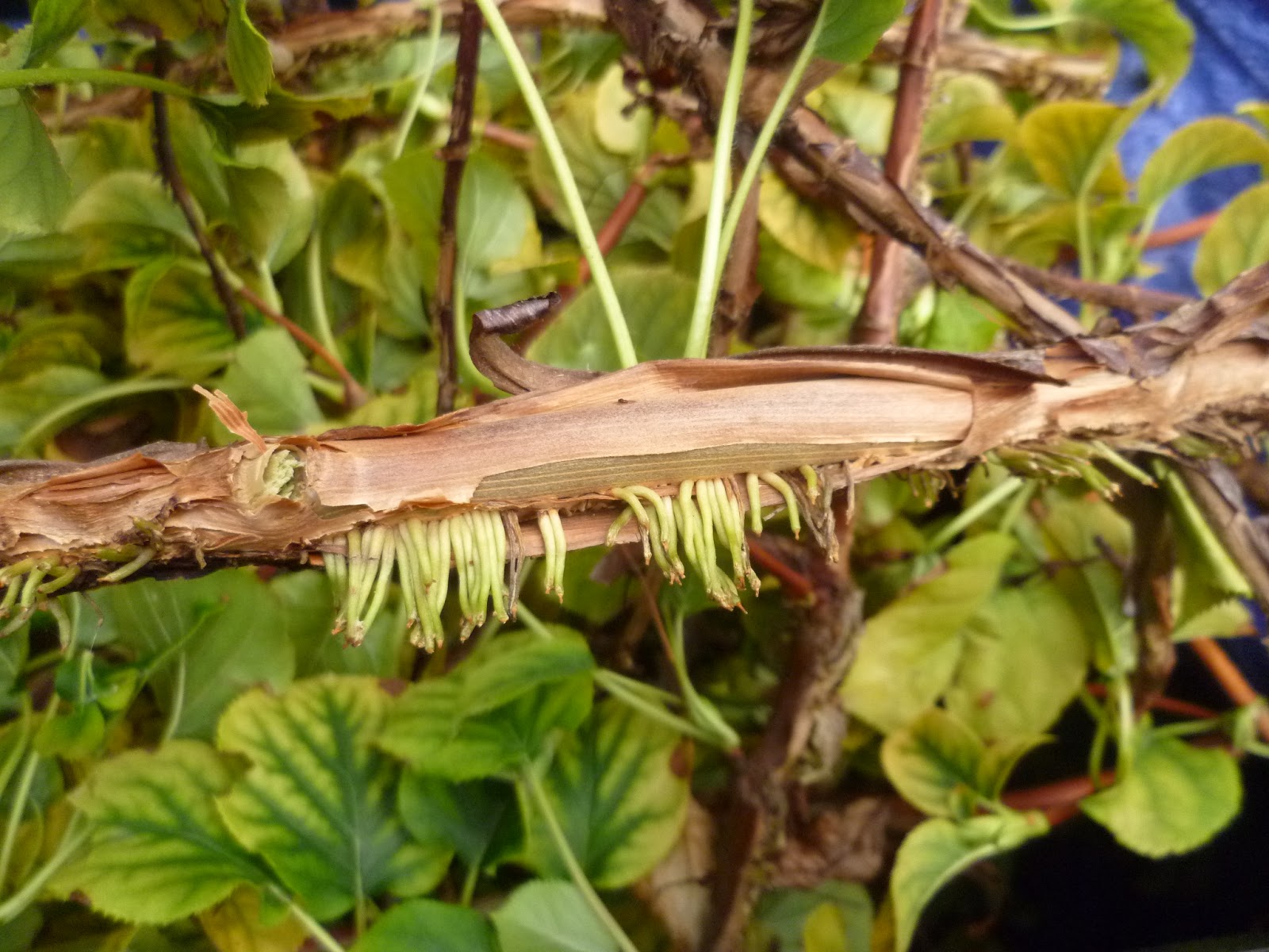 Worcester College Gardeners 20092018 Pruning Climbing Hydrangea