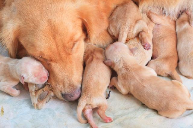 Mundo Pet,Dicas,Filhotes de cachorros,Amigos de 4 patas,Pet do Coração, Cuidados com filhotes de cachorro recém-nascido,alimentação de filhotes,cães e gatos