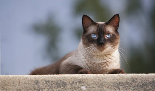 Some Types of Cats that are Suitable for Children as Home Pets Some Types of Cats that are Suitable for Children as Home Pets