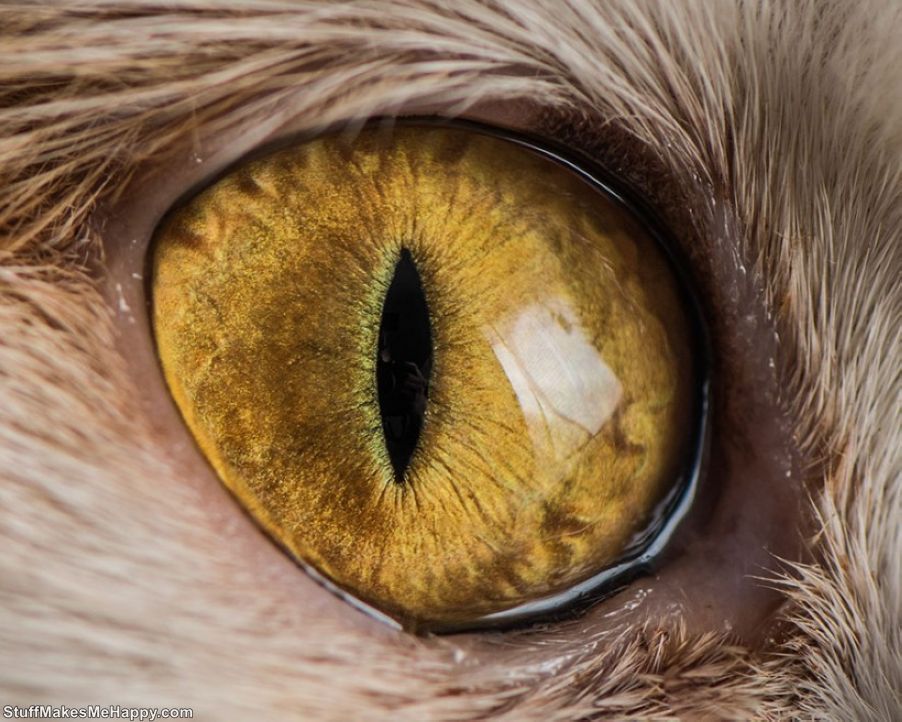Wonderfully Hypnotic Macro Photographs of Cats' Eyes by Photographer Andrew Marttila
