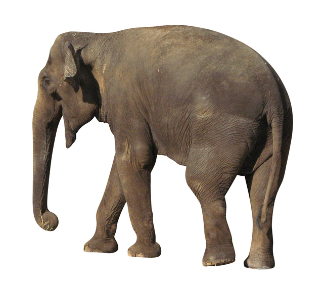 Of Elephants and Bible Study