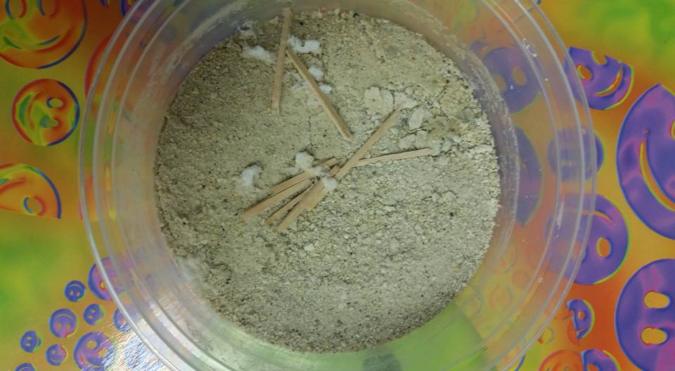 Growing a STEM Classroom Fossil Formation Lab Simulate How Fossils