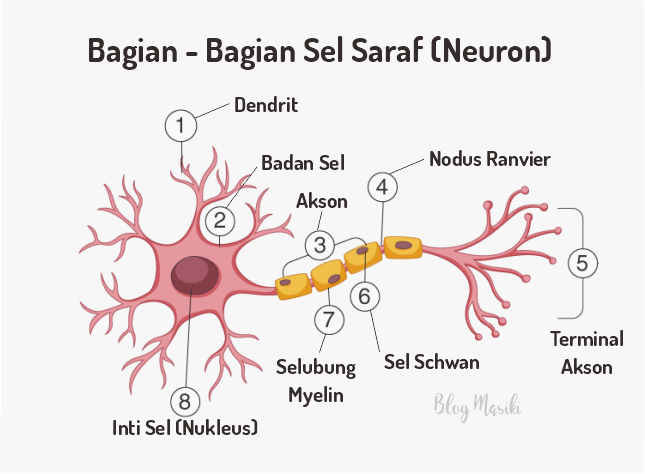 Jaringan Saraf Pada Hewan - Perumperindo.co.id