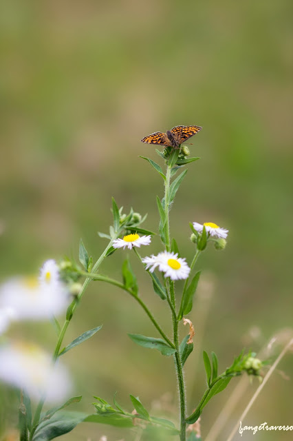 Butterfly / Papillon