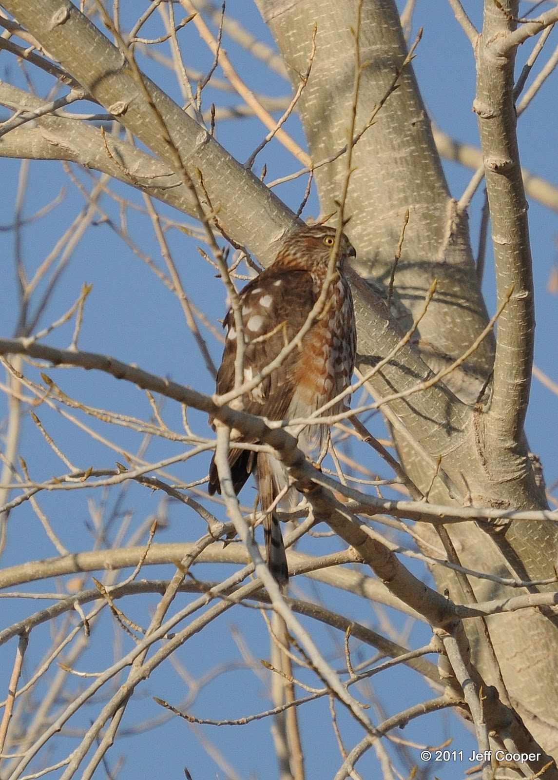 Birding Is Fun!: Raptor Quiz for 