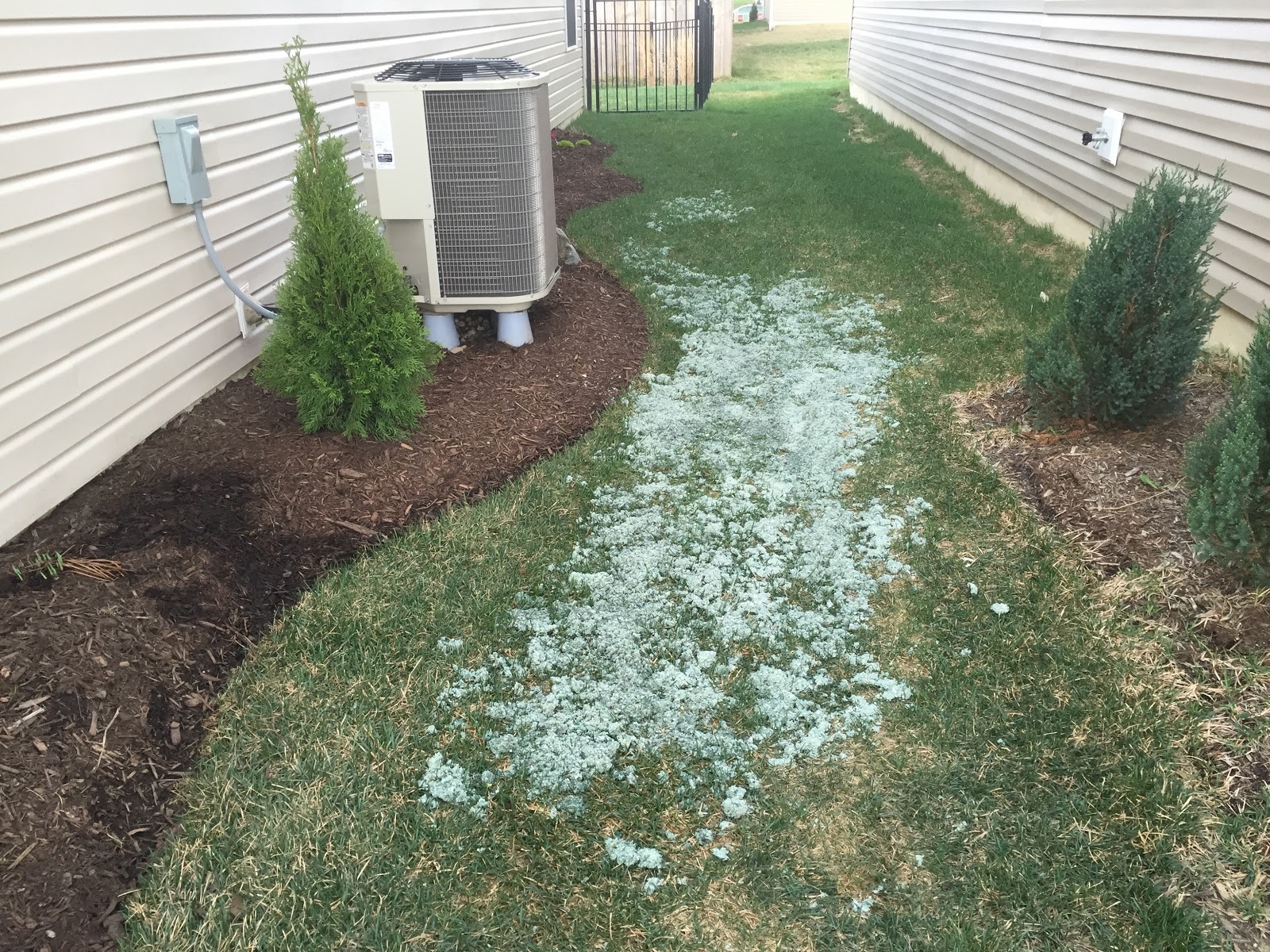 Blooming Boxwood, Edging, and Expired Grass Seed [Backyard Neophyte