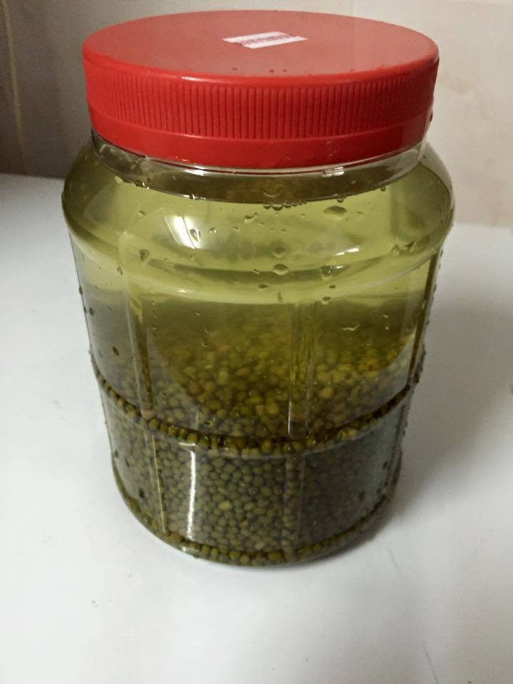 Peluang Usaha : Budidaya Tauge / Toge / Kecambah Rumahan - Blog Ridhan