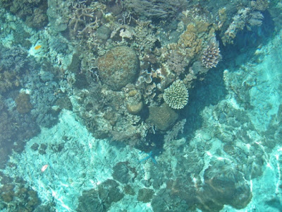 Diving di Pulau Alor NTT