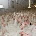 2 milhões de galinhas vão ser mortas porque não tem ninguém pra matar elas 