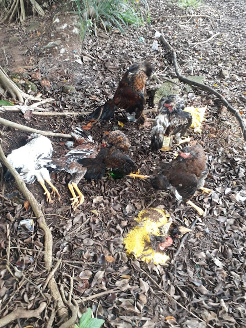 MACABRO - Galos com cabeças arrancadas são encontrados próximo ao Porto Velho Shopping