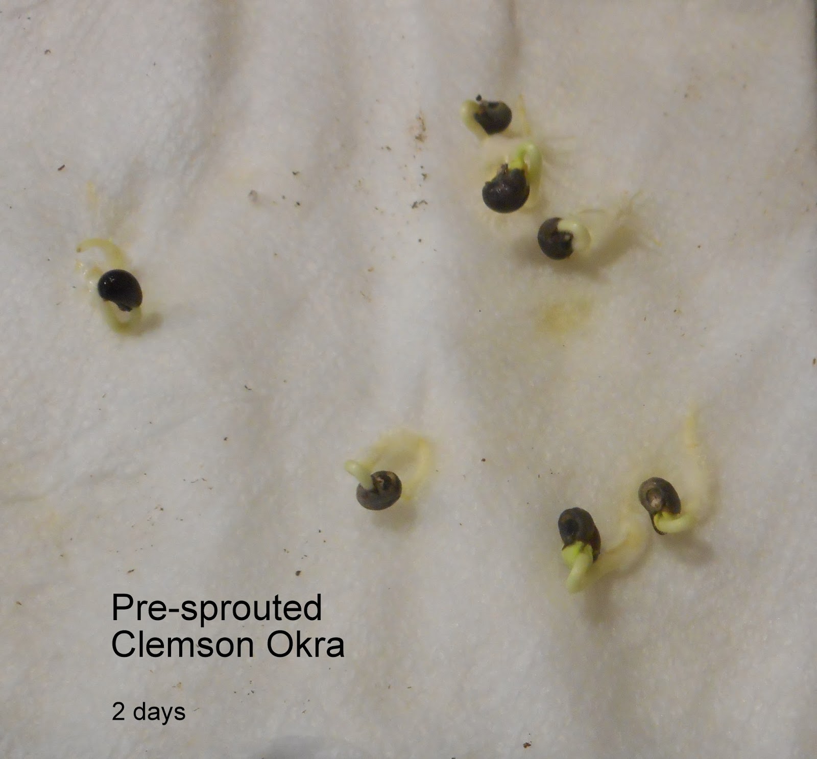 Daniel's Pacific NW Garden Presprouting Okra Seeds. 1.24.16