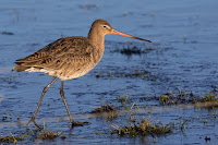 Wildlifefotografie Naturfotografie Dümmer See Uferschnepfe