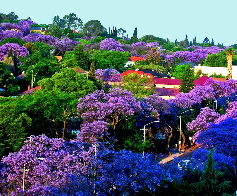 Jacaranda Tree, Pretoria in South Africa
