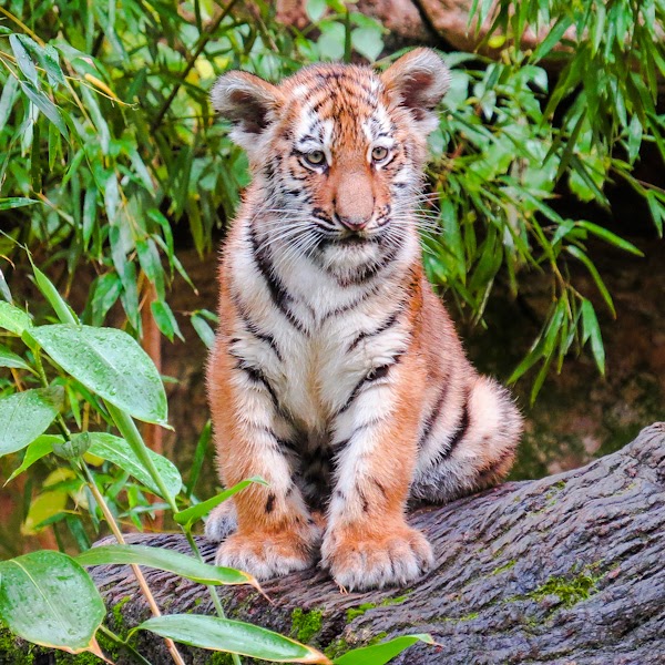 Do tigers kill tiger cubs?