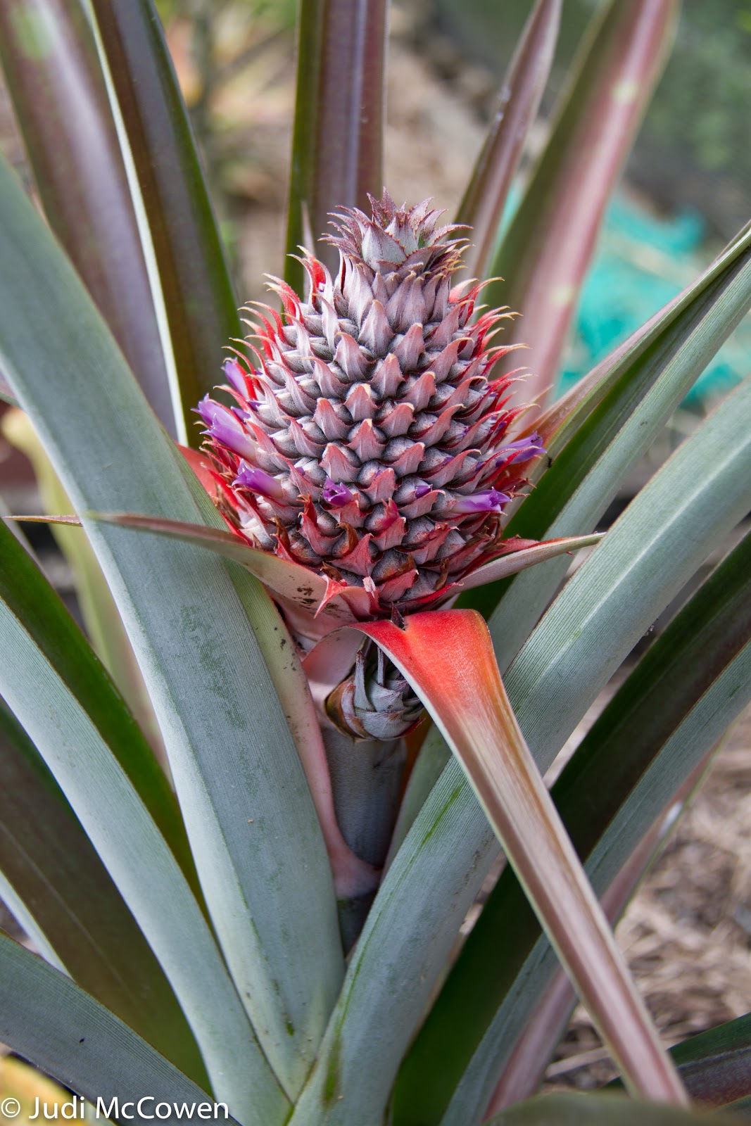 JUstDreamInparadise Pineapple Bromeliad