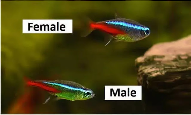 Neon Tetra - Male and Female