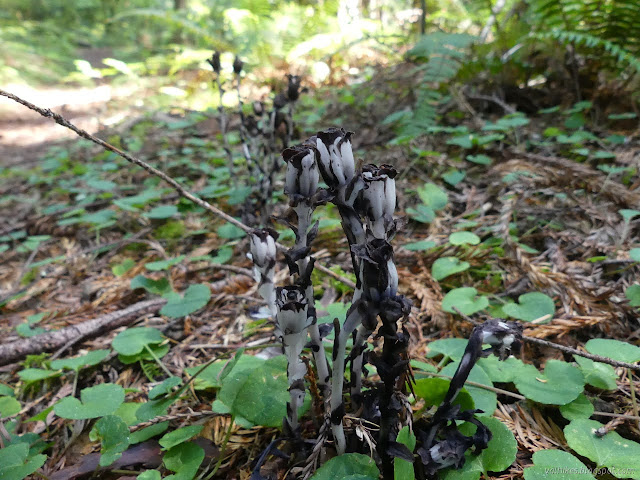 clumps beside the trail