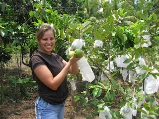 guayaba cultivo huerto dominicano