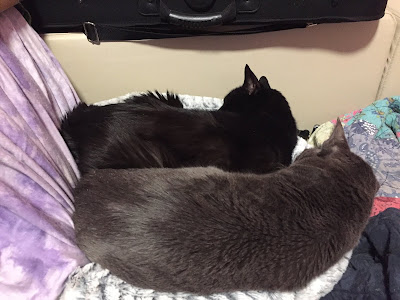 Two cats, solid grey and black, asleep in one cat bed