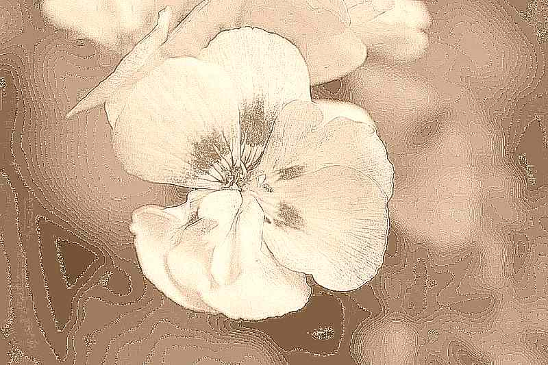 원주 구룡사 원주 구룡사