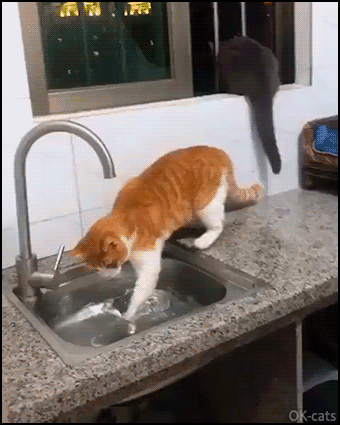 Funny Cat GIF • Weird cat tries to catch an invisible fish in the sink or tries to swim in that small pool :) Funny Cat GIF • Weird cat tries to catch an invisible fish in the sink or tries to swim in that small pool :)