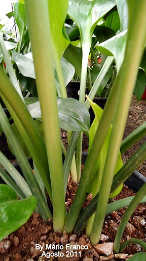 Meu Cantinho Verde: ESTRELA-D'ALVA, LÍRIO-DO-AMAZONAS - ( Eucharis x  grandiflora )