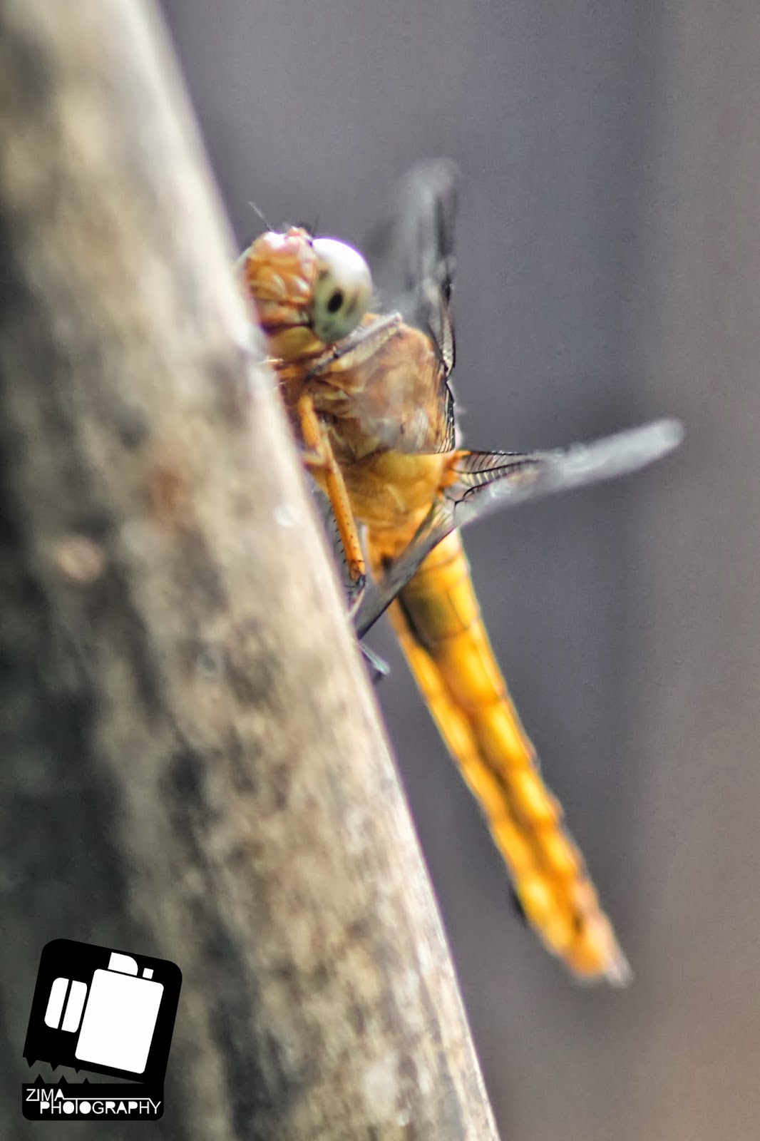 Smile Of Dragonfly | Zima Photography