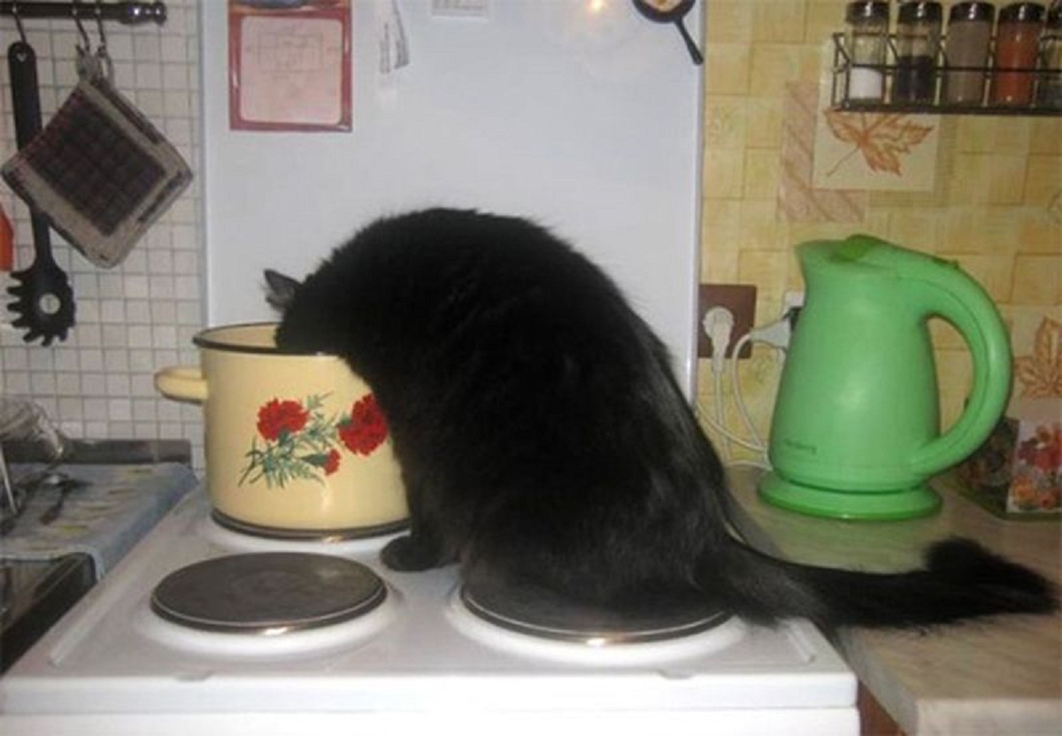 И вкусно и грустно. Кот в кастрюле. Кошка на кухне. Приколы с бытовой техникой. Котики и кастрюля с надписями.