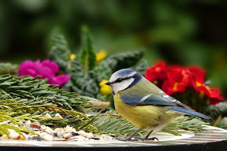 platform bird feeder platform bird feeder