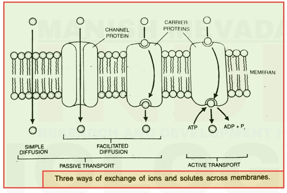 Active Transport In Plants