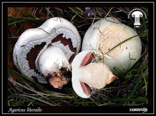 Agaricus litoralis (Wakef. & A. Pearson) Pilát