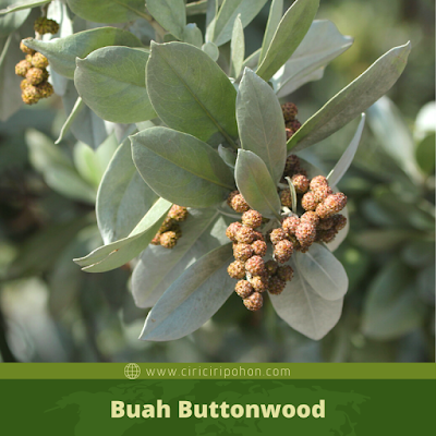 Buah Buttonwood