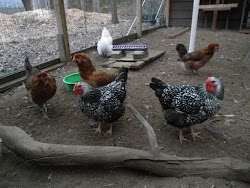 first saturday lime in chicken coop 9