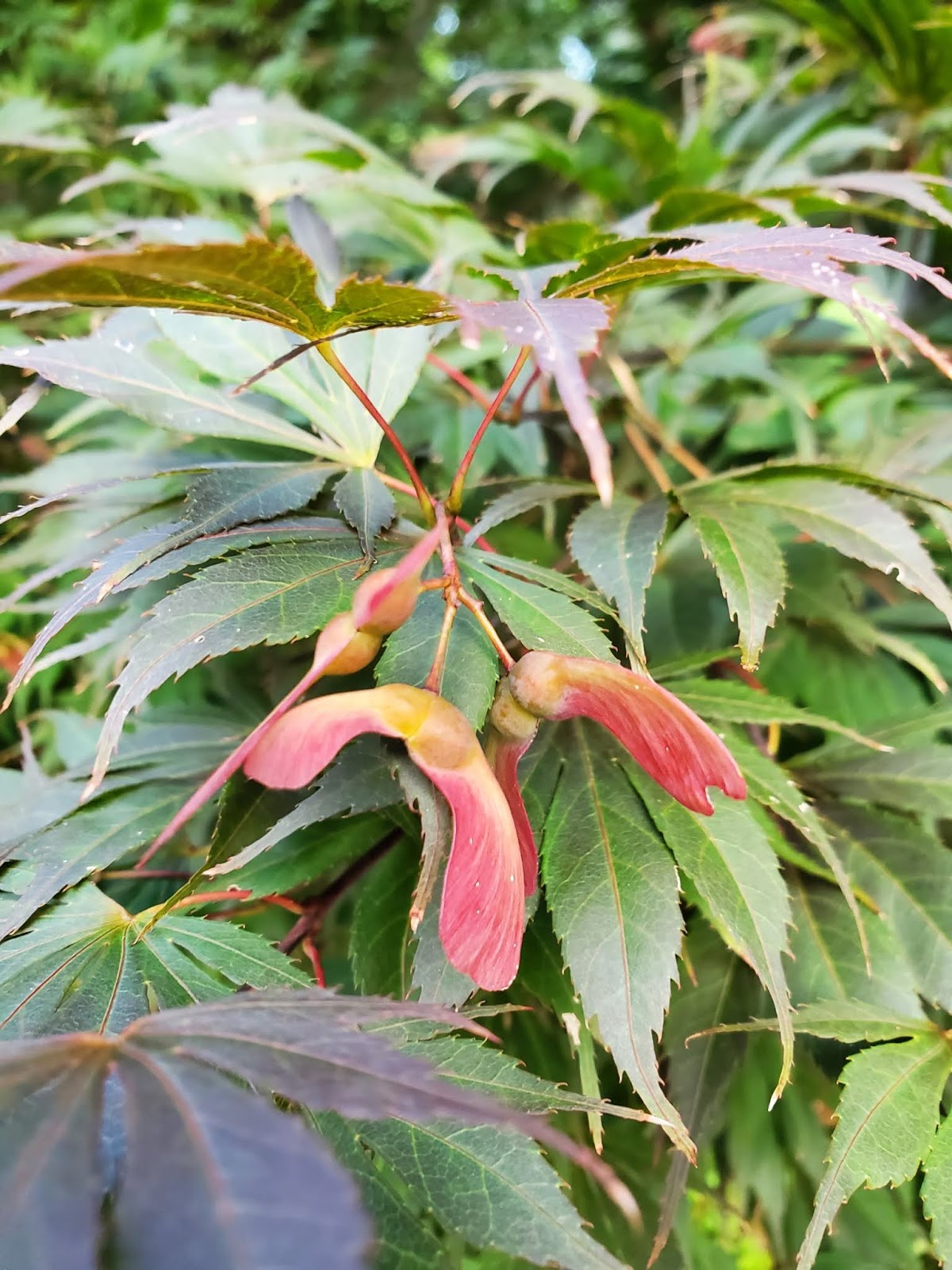 Bonsai Beginnings Time to start looking for ripening Japanese Maple seed!