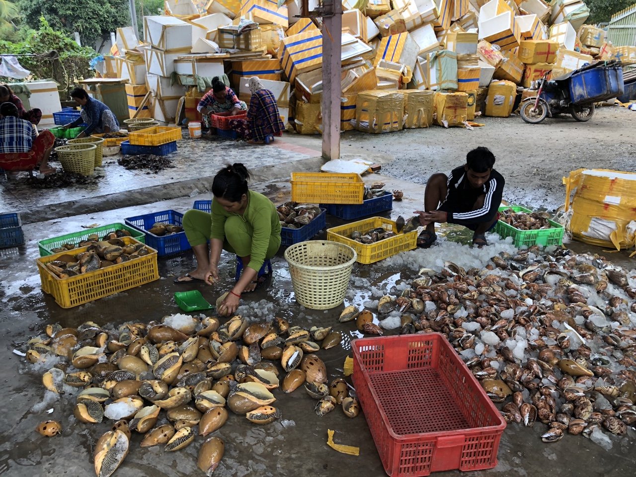 Hải sản tươi sống được thu mua, chọn lựa trực tiếp tại các nậu hải sản lớn. hai san tuoi song duoc thu mua, chon lua truc tiep tai cac nau hai san lon
