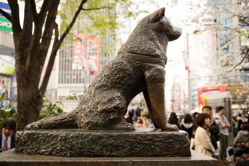 La estatua de Hachiko Un monumento al perro más leal de la historia Japón RUTA 33 La estatua de Hachiko Un monumento al perro más leal de la historia Japón RUTA 33